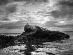 A baby seal asleep on on a rocky shoreline. From the temp... by Cal Mero 